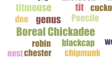 Boreal Chickadee Wordcloud Animated Isolated Stock Footage 107211011