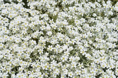 Boreal chickweed Stock Photos