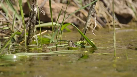 Boreal Chorus Frog Calling Communicating Croaking Singing in Pond in Spring Stock Footage 134502623