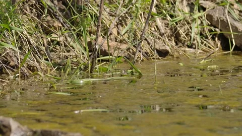Boreal Chorus Frog Calling Croaking Singing in Wetland Pond in Spring with Sound Stock Footage 134502743