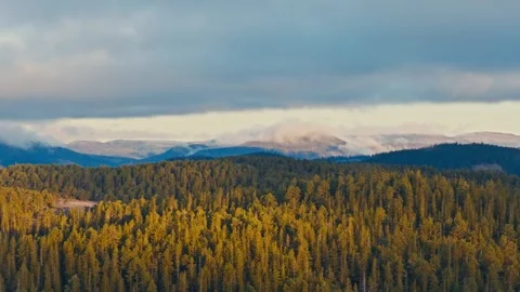 Boreal Conifer Forest with Snowy Mountains - Wide Aerial Shot Stock Footage 331329648