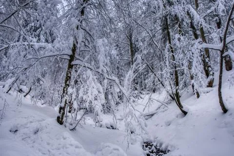 Boreal forest on a cold winter day after the snowstorm , slovakia , mala fatr Stock Photos