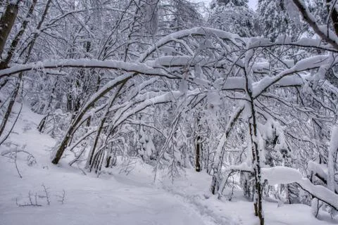 Boreal forest on a cold winter day after the snowstorm. slovakia mala fatra Stock Photos