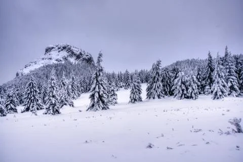 Boreal forest on a cold winter day after the snowstorm. slovakia mala fatra Stock Photos