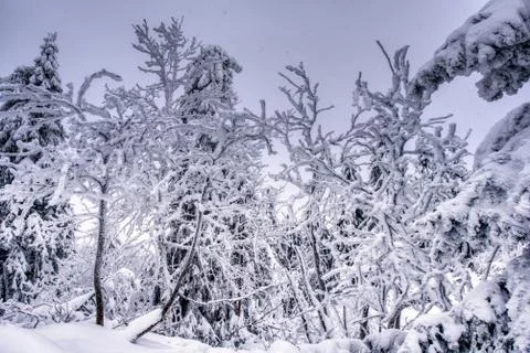 Boreal forest on a cold winter day after the snowstorm , slovakia , mala fatr Stock Photos