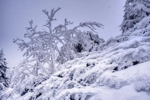 Boreal forest on a cold winter day after the snowstorm , slovakia , mala fatr Stock Photos