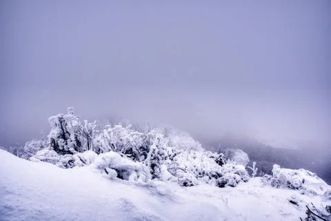 Boreal forest on a cold winter day after the snowstorm , slovakia , mala fatr Stock Photos