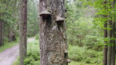 Boreal forest. Drone flight. Camera movement along the tree trunk. Stock Footage 226998348