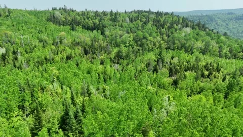 Boreal forest, Flight over the forest in spring, Green, Region of La Mauricie, Stock Footage 310912414