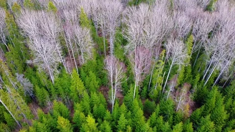 Boreal forest Stock Footage 131260867