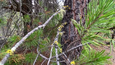 Boreal Forest Stock Footage 257249476