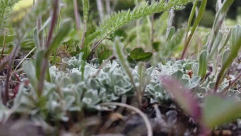 Boreal Forest 動画素材 257249776