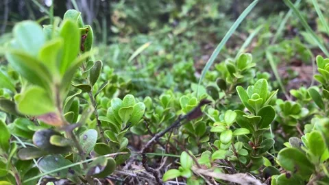 Boreal Forest Video stock 257249840