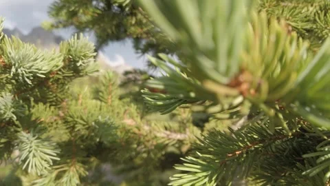 Boreal Forest Stock Footage 257249881