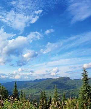Boreal forest landscape Stock Photos