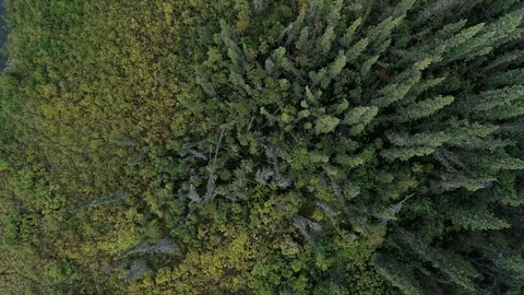 Boreal Forest Overhead Stock Footage 128321151