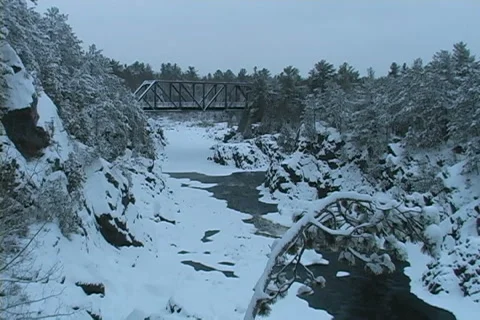 Boreal Forest in the Winter Video stock 2200601