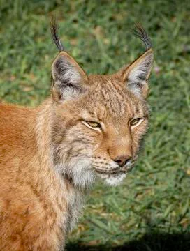 Boreal lynx in the wild staring at something Stock Photos