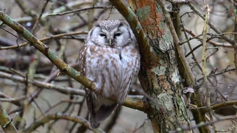Boreal owl (Aegolius funereus) Stock Footage 294987052
