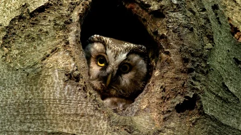 Boreal owl (Aegolius funereus) looking out of nest hole 動画素材 102145536