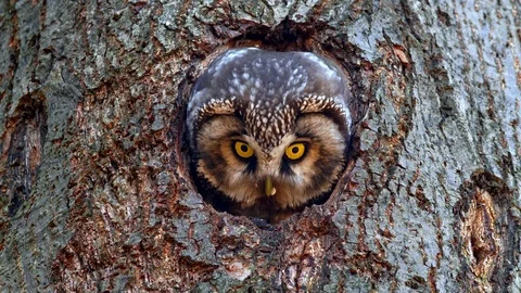 Boreal owl (Aegolius funereus) looking out of nest hole Stock-Footage 116250132