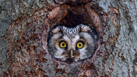 Boreal owl (Aegolius funereus) looking out of nest hole 動画素材 116250726