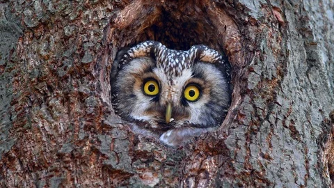Boreal owl (Aegolius funereus) looking out of nest hole 動画素材 116252893