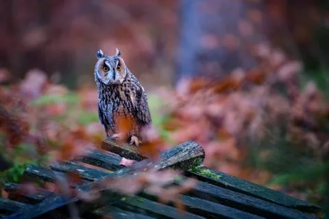 The boreal owl Aegolius funereus is a small owl in Europe Stock Photos