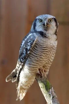 Boreal Owl Foto stock