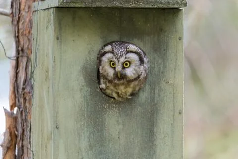 Boreal owl Stock Photos