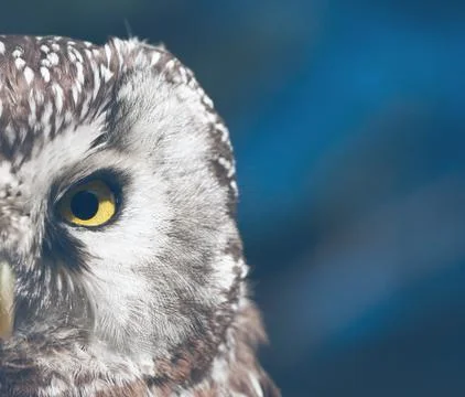 Boreal Owl Stock Photos