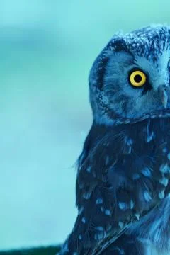 Boreal Owl Foto stock