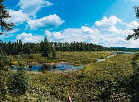 Borealis forest Stock Photos