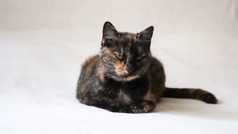 Bored and nonchalant tortoiseshell cat lying down and looking disinterested Stock Footage 103177698
