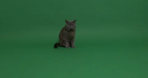 Bored cat Stock Footage 102994346