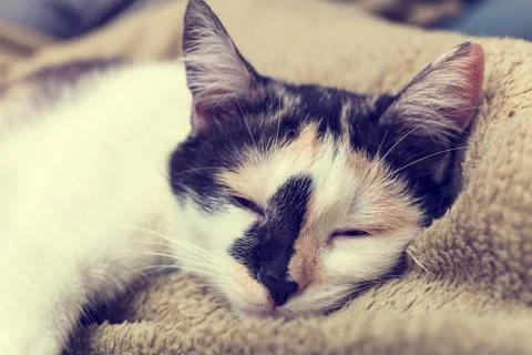 Bored cat lying on the sofa 写真素材