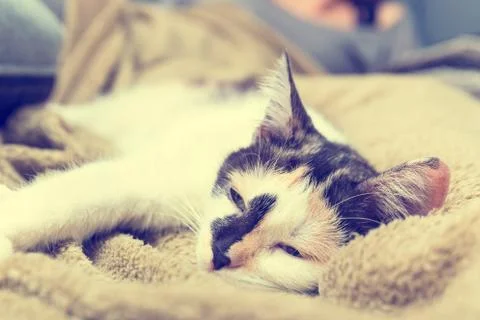 Bored cat 写真素材