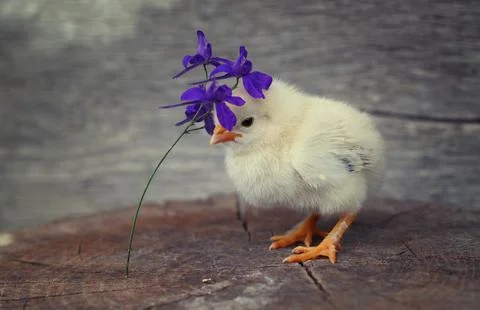 Bored chick Stock Photos