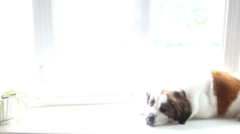 Bored dog laying down by window, video Stock Footage 43169630