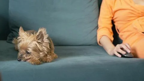 Bored dog lies on sofa while owner works remotely at home. lonely dog needs.. Stock Photos