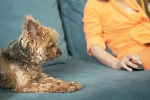 Bored dog lies on sofa while owner works remotely at home. lonely dog needs.. Stock Photos