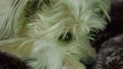 Bored dog looking around on couch. Jack Russel terrier mut dog resting. RGB Vidéo 329479788