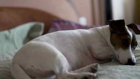 Bored dog lying on sofa. Lonely Jack Russell Terrier dog dog with sad or de.. Video stock 306008996