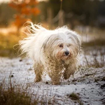 Bored Dog Stock Photos