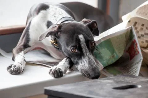 Bored dog Stock Photos