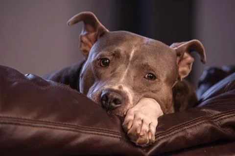 Bored Dog Stock-Fotos