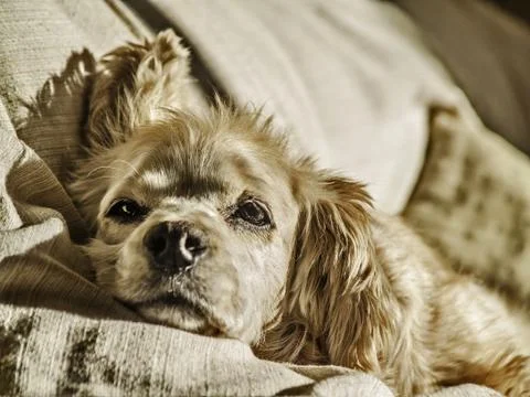 Bored dog resting Stock Photos