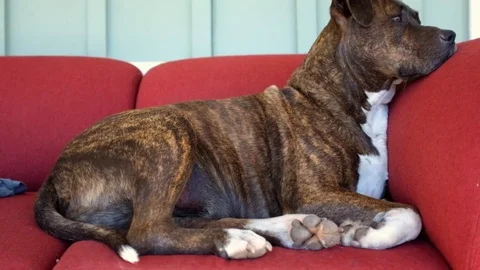 Bored dog sits on a red couch  Stock-Footage 74399249