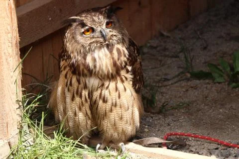 A bored Eurasian eagle-owl sitting near wooden in park Stock Photos