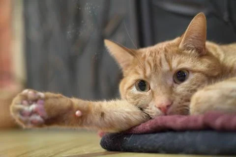 Bored kitty Stock Photos